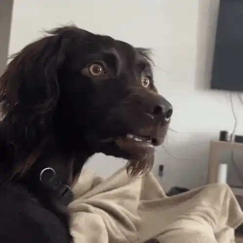 Bobawooyo Dog Confused Expression