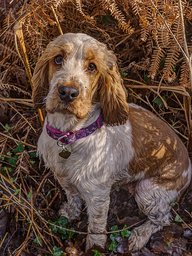 29-01-2020 molly-2