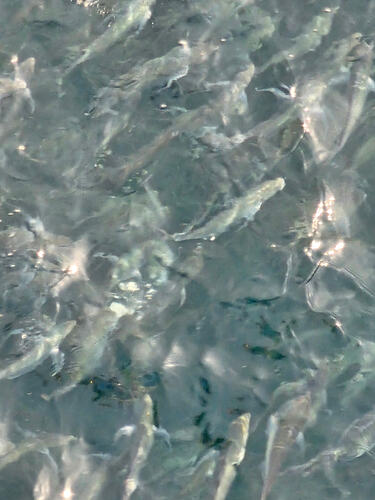 Fishy fishes