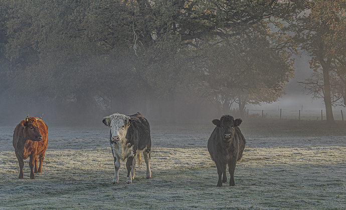06-11-2020-baddesley-common-cows-1