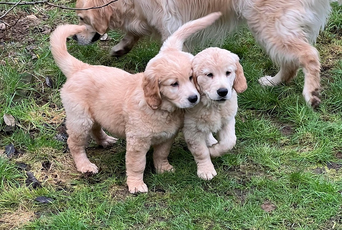 Max and Raff 29th Jan 22