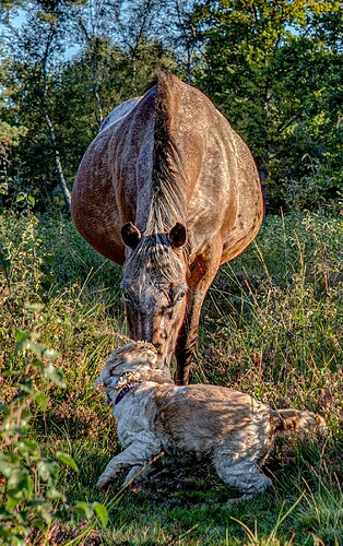 22-09-2025-molly-horse-2