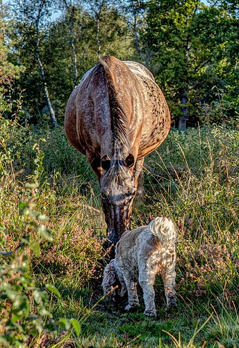 22-09-2025-molly-horse-1