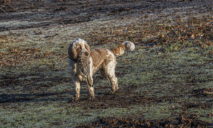 27-02-2021-molly-deer-leg