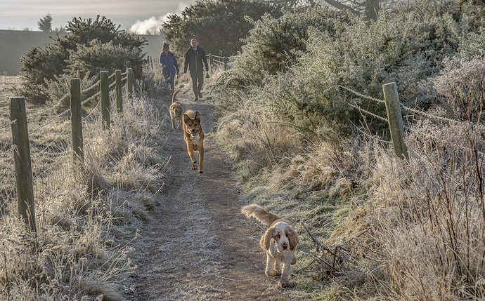 28-01-2022-early-dog-walkers