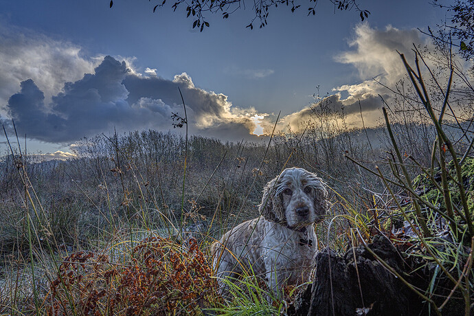 03-12-2025-emer-bog-molly-1