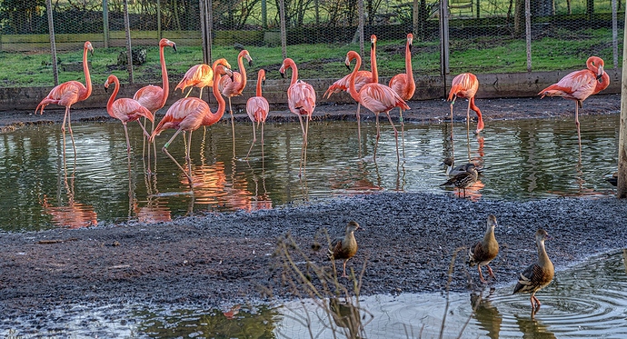 flamingos