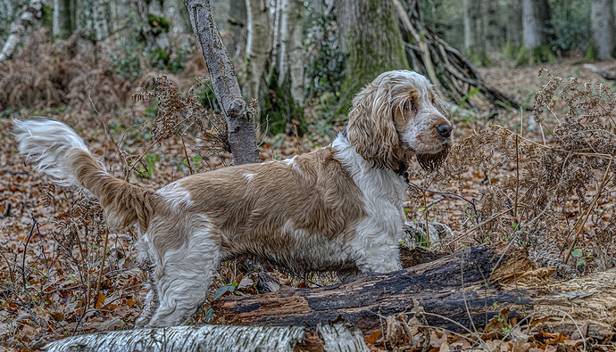 26-11-2020-molly