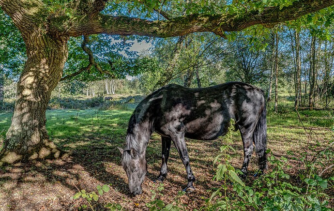 23-09-2025-black-horse