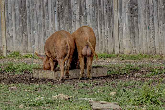 05-09-2022-pigs