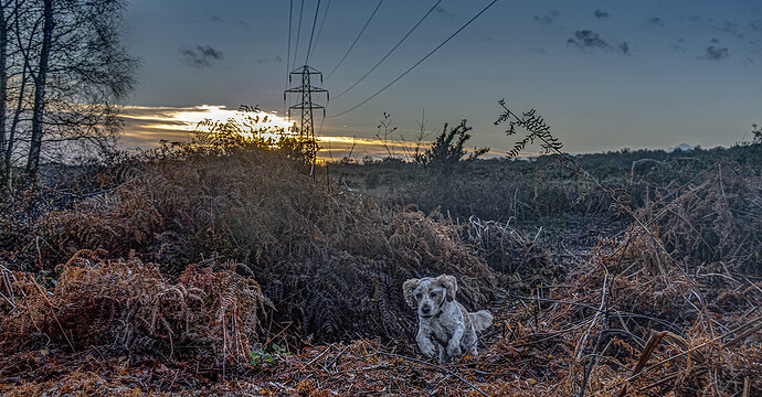 23-11-2025-common-molly-2