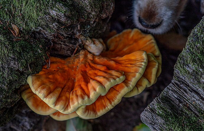 22-08-2025-chicken-of-the-woods-1