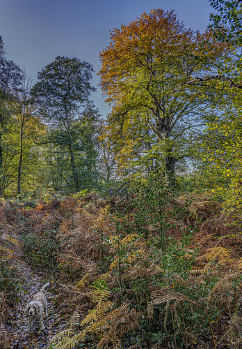 01-11-2025-emer-bog-molly-4