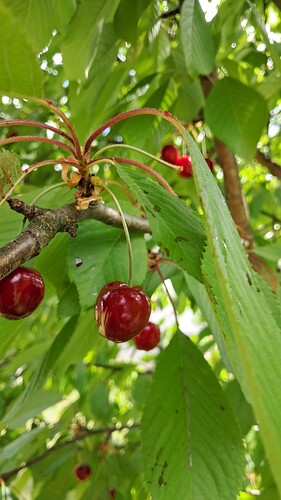 IMG-20250528-WA0015