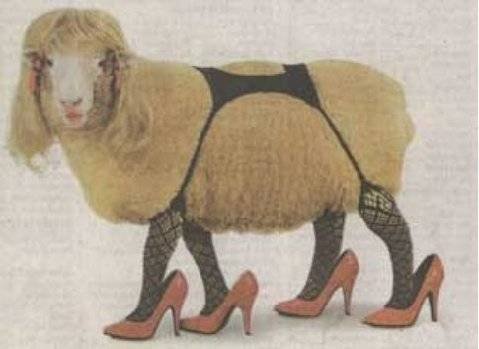 sheep