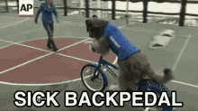 backpedal-dog