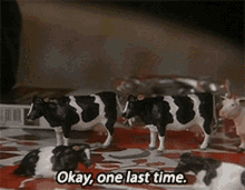 father-ted-cows