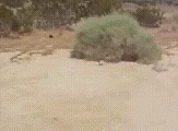 tumbleweed gif