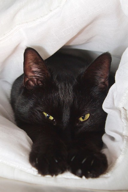Toothless the dragon
